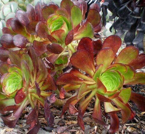 Aeonium hyb. ‘Plum Petals’