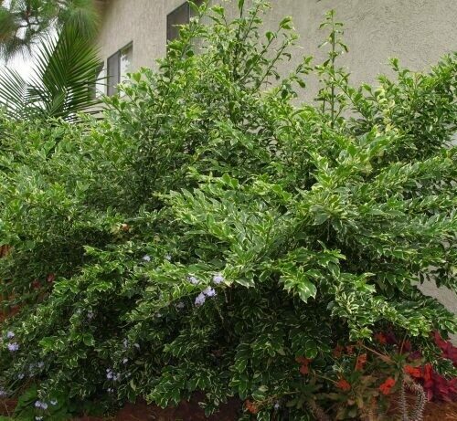 Duranta repens ‘Skyflower’
