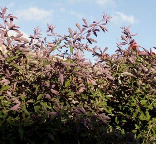 Vitex trifolia Purpurea