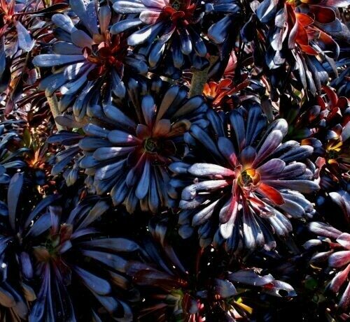 Aeonium arboreum atropurpureum variegata ‘Zwartkop’