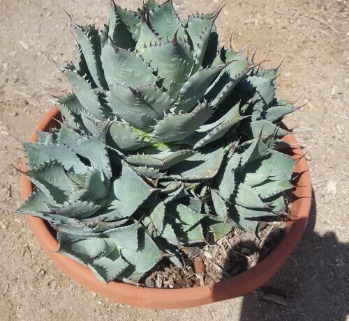 Agave Potatorum Hybrid ‘Bon Petite’