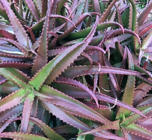 Aloe Cameronii