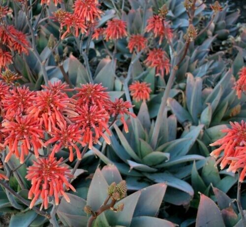 Aloe striata hyb. ‘Ghost Aloe’