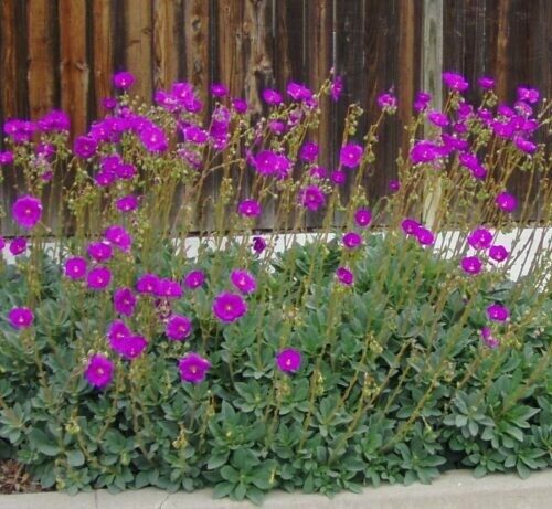 Calandrinia spectabillis