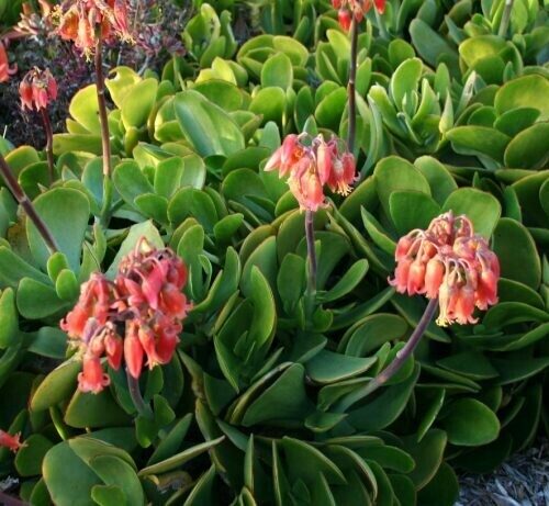 Cotyledon macrantha