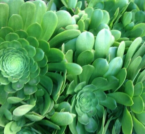 Aeonium urbicum ‘Salad Bowl’