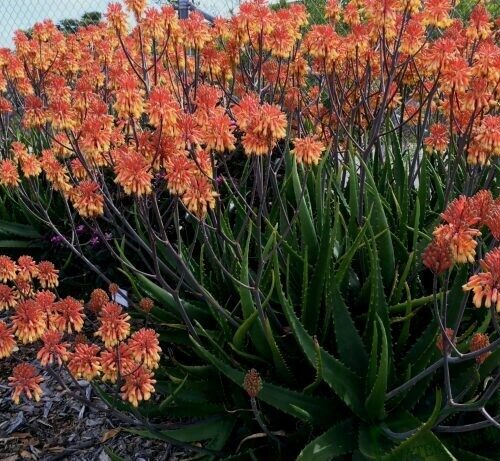 Aloe Camperi
