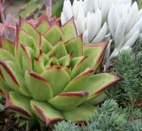 Echeveria agavoides