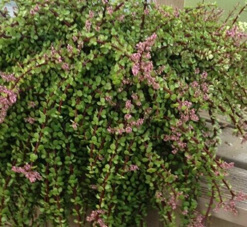 Portulacaria Afra Minima