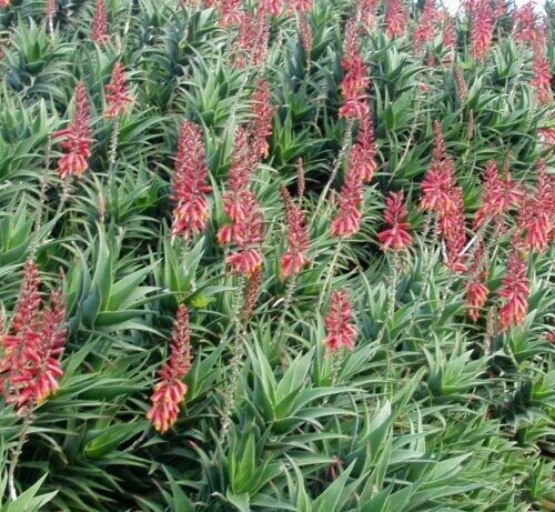 Aloe ciliaris hybrid