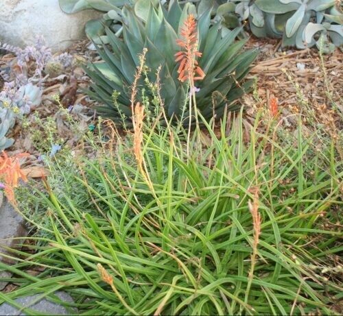 Aloe sp. ‘Red Hot Chili Pepper’