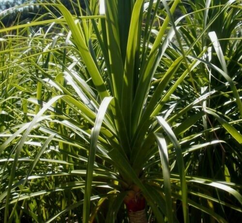 Beaucarnea Recurvata