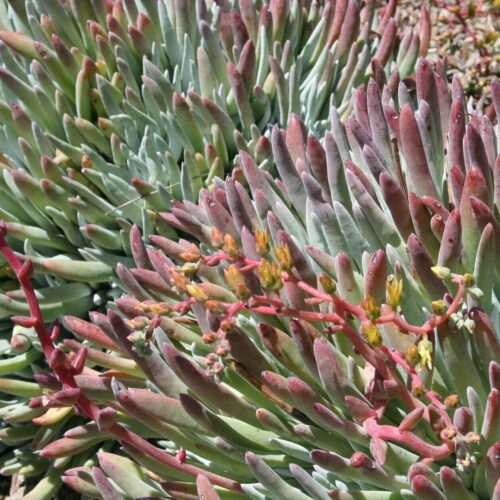 Dudleya edulis