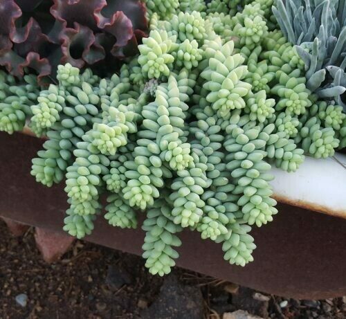 Sedum morganianum ‘Baby Burro Tails’