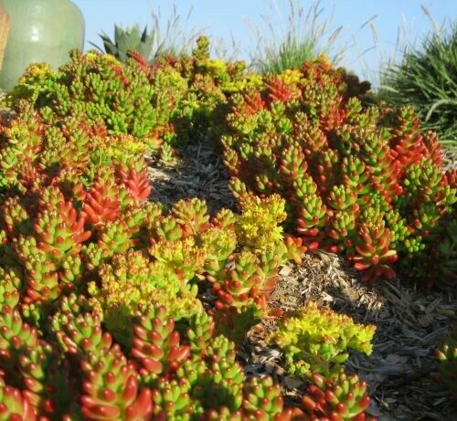 Sedum Rubrotinctum