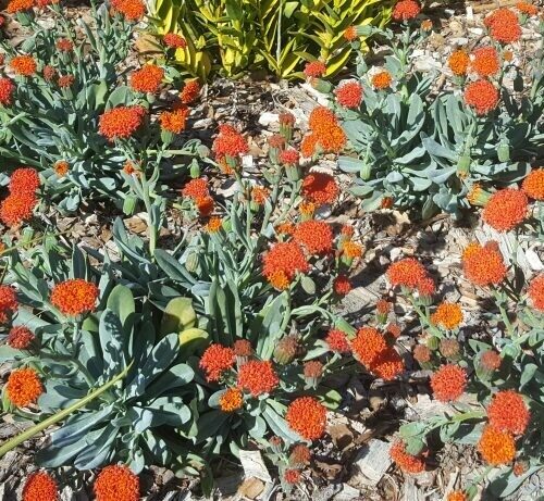 Senecio Cephalophorus (fulgens)