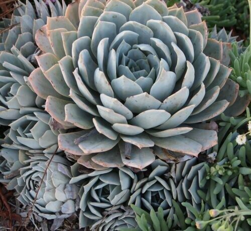 Echeveria peacockii