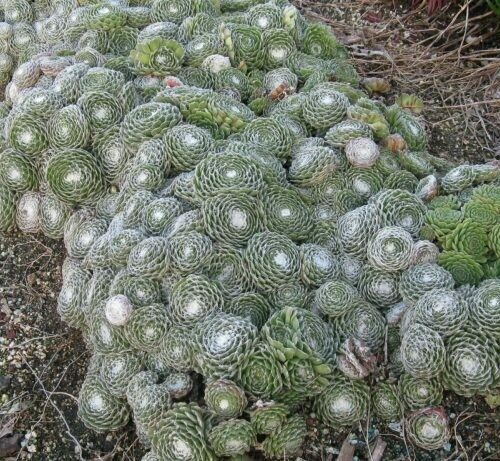 Sempervivum Arachnoideum