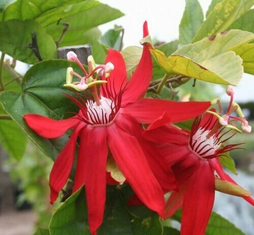 Passiflora Vitifolia