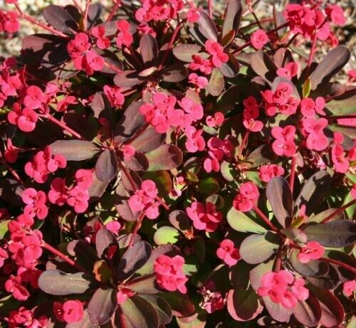 Euphorbia Millii hyb. ‘Redi-Red’