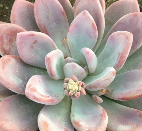Graptoveria ‘Blue Candle’