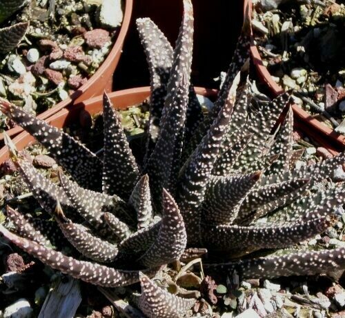 Haworthia hybrid