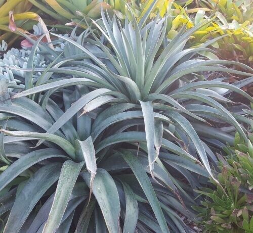 Manfreda Hybrid ‘Jaguar’