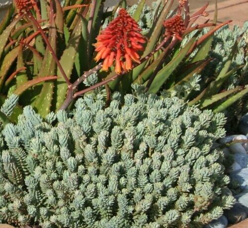 Sedum rupestre ‘Stacks’