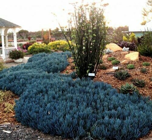 Senecio Mandraliscae