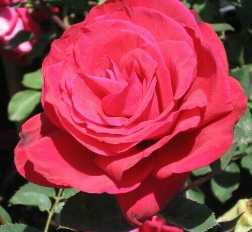 Rosa ‘Proud Land’