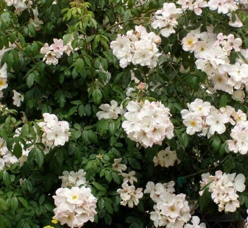 Rosa ‘Sally Holmes’