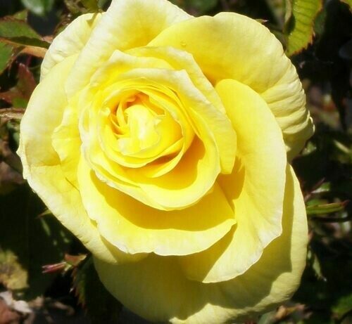 Rosa ‘Sunsprite’