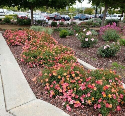 Rosa ‘Happiness’