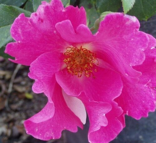 Rosa ‘Playgirl’