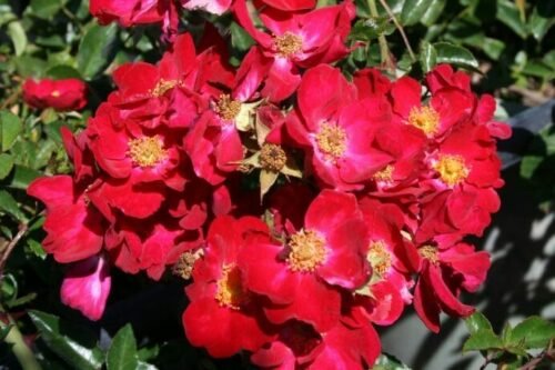 Sky Rosa Reds Rosa ‘Red Spread’ - Waterwise Botanicals