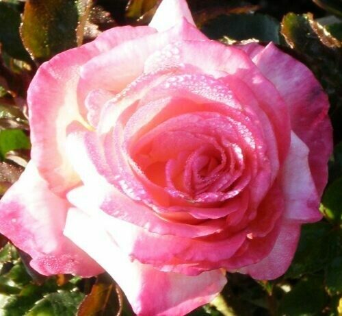 Rosa ‘Sheila’s Perfume’