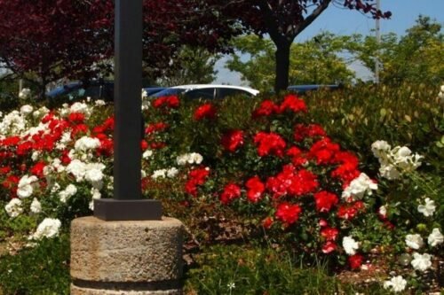 Spanish Red Roses Rosa ‘Spanish Red’ - Waterwise Botanicals