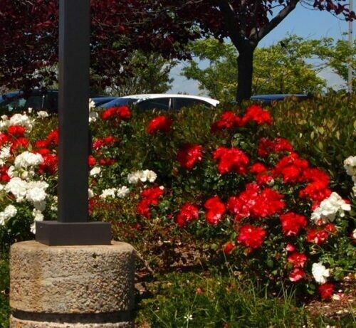 Rosa ‘Spanish Red’