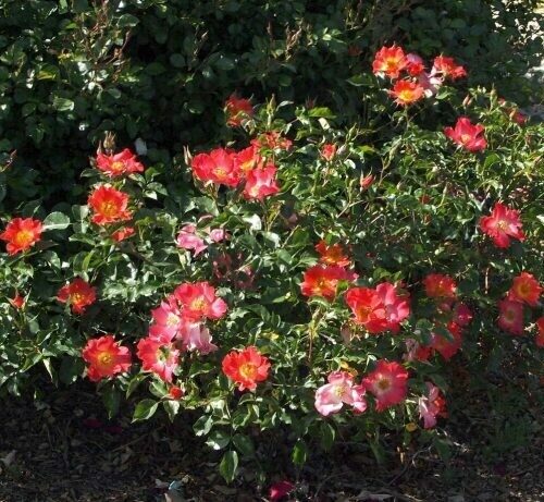 Rosa ‘Summer Harvest’