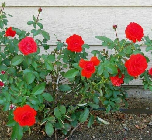 Rosa ‘Trumpeter’