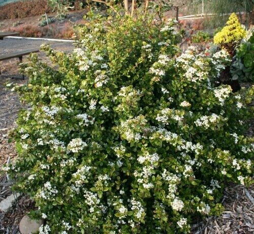 Viburnum obovatum Densa