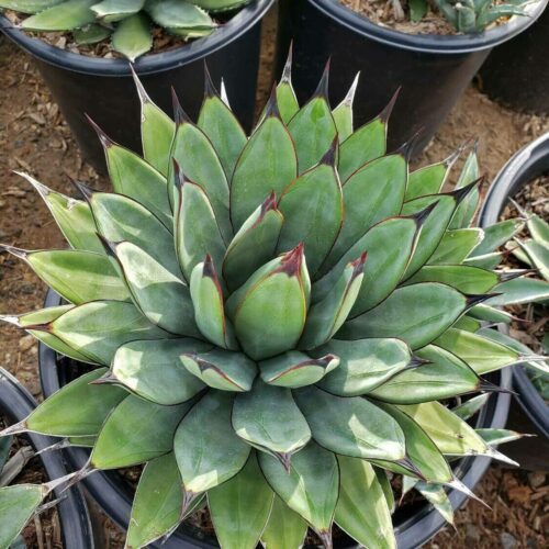 Agave 'Little Shark'