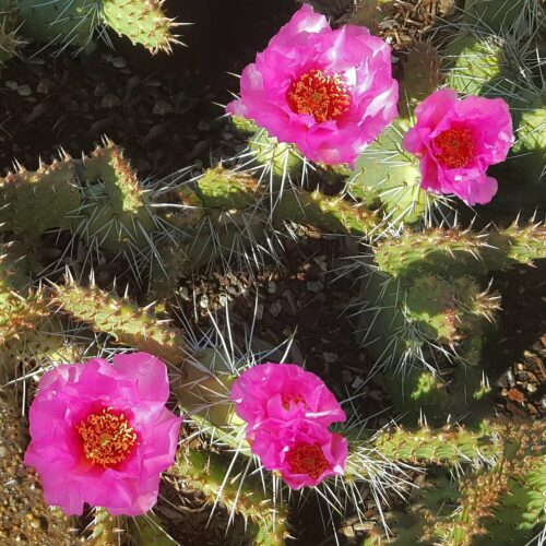Opuntia ‘Candy Top’