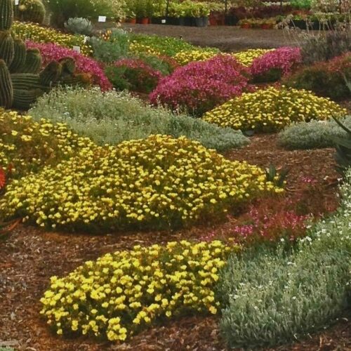 Calylophus Hartwegii