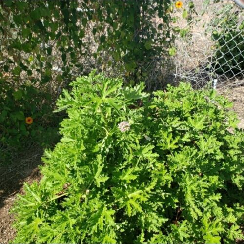 Pelargonium Graveolens Citronella