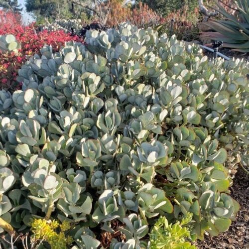 Cotyledon orbiculata hyb.