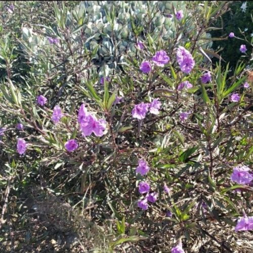 Ruellia Brittoniana Purple Garment Bush