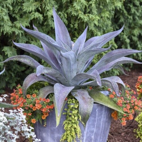 Mangave "Aztec King"