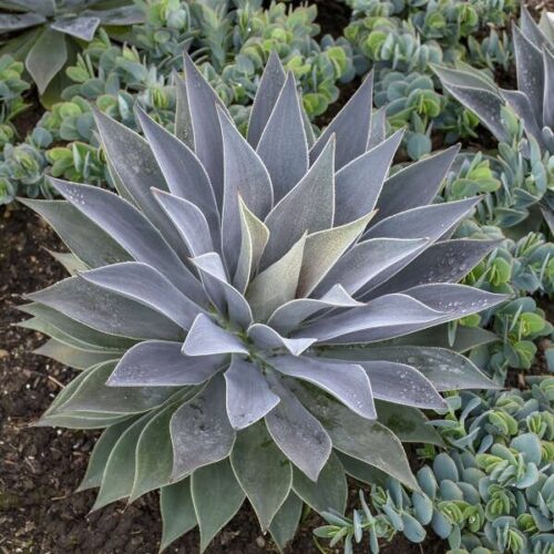 Mangave ‘Lavender Lady’