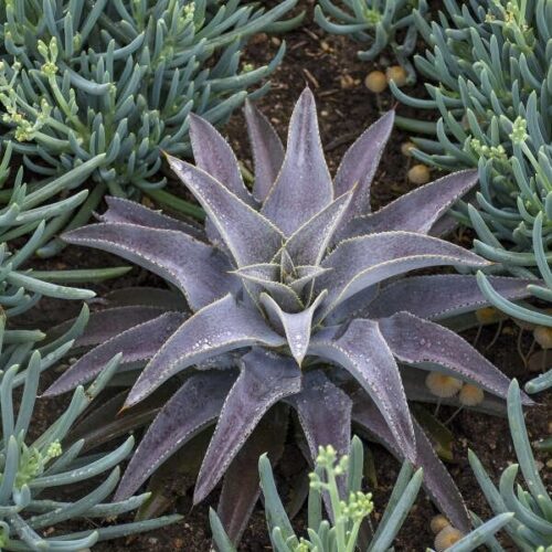 Mangave "Purple People Eater"